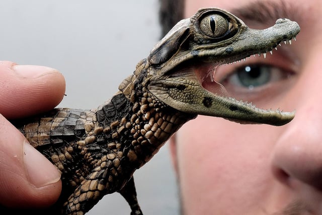 Jordan Woodhead with a baby caiman hatched at his reptile house in Scarborough.