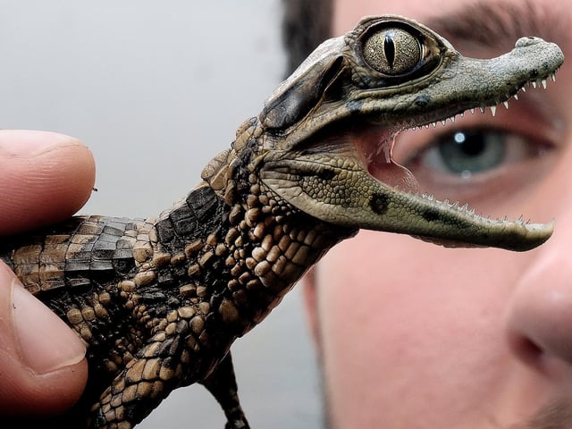 Jordan Woodhead with a baby caiman hatched at his reptile house in Scarborough.