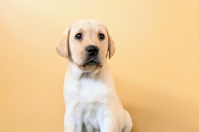 He is a yellow Labrador and is eight weeks old.