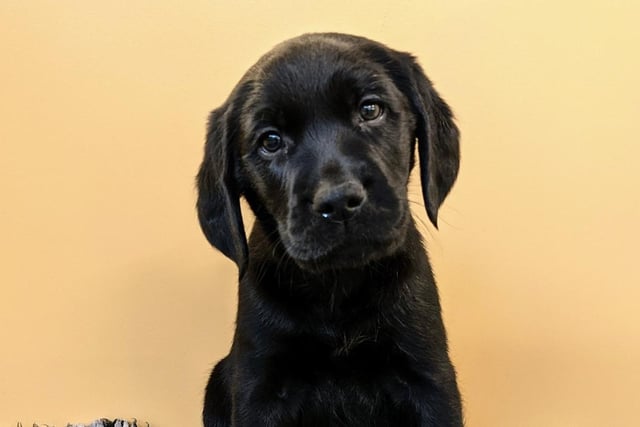 This strapping pup is a Labrador and Golden Retriever cross. He is only six weeks old.