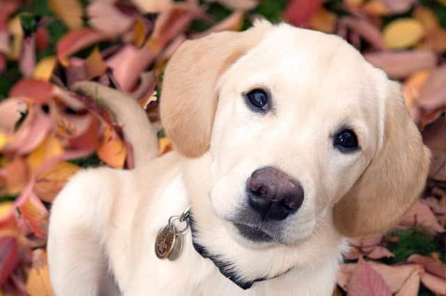 Guide Dogs is looking for Puppy Raisers in Yorkshire. (Pic credit: Guide Dogs)