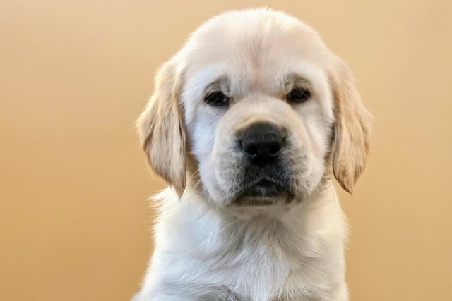 He may appear grumpy in this picture, but Wilson is actually a happy, optimistic pup. He is a Labrador Golden Retriever cross breed and is just six weeks old.