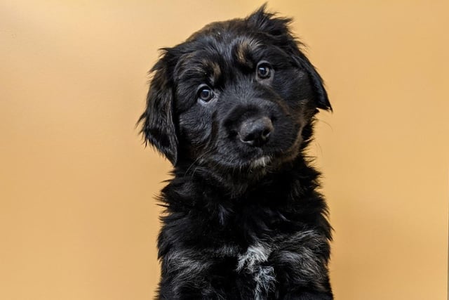 With his long, jet black fur, Kristof is a mix of a black Golden Retriever and a German Shepherd. He is only eight weeks old.