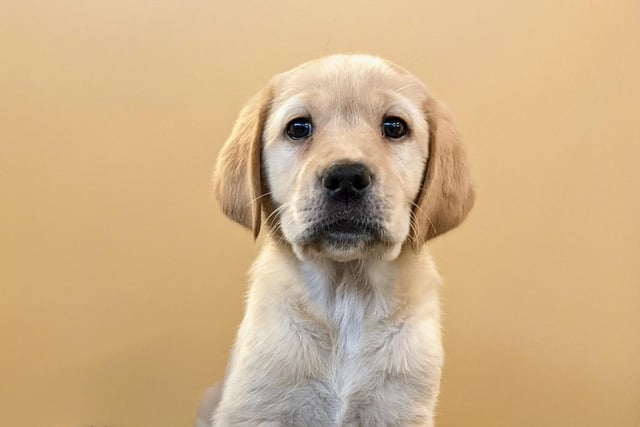 This adorable pup is a Labrador Golden Retriever cross breed and she is only six weeks old.