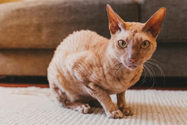 Arguably the most athletic, sleek, catlike cat of them all and quite possibly the cleverest little pussy cat in the small breed category. If you want a cat that's part of the family, sharing your home, the Peterbald breed is one to look at. Curiosity might just get the better of this one!