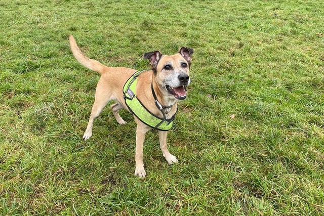 Mildred is an eight-year-old Staffordshire terrier with plenty of love to give! She is very affectionate and loves to play with her ball alongside her best friend Reggie. She would need to be adopted with Reggie as they are attached at the hip!