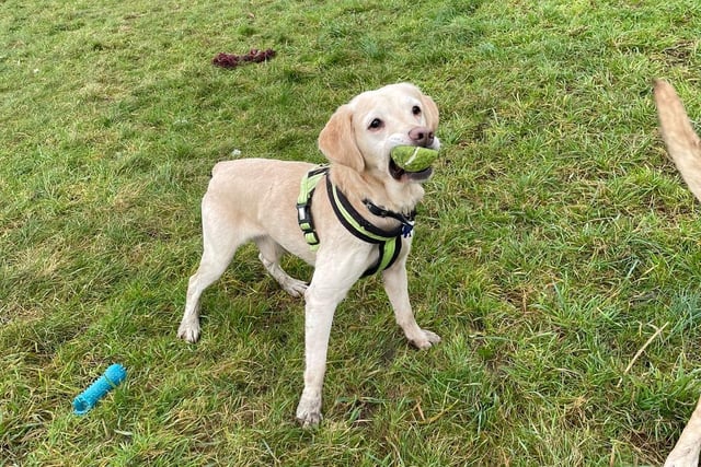 Reggie is two years younger than his best friend Mildred. At six years old he is always excited for a walk, playtime, fuss or attention. He would need to be adopted with his best friend Mildred.