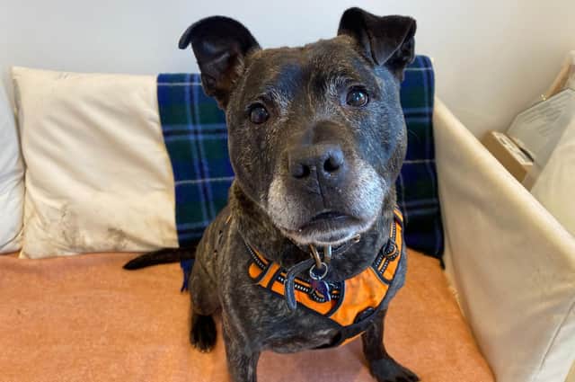 Dodger is looking for a new family this week, can you give him one? Photo: RSPCA