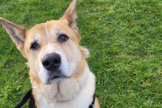 Isla is a ten-year-old Akita with plenty of energy to bounce about and play football. She is very friendly and is fine with children of a secondary school age, and can be left alone for short periods. She is looking to find a home alongside her best friend Darcy.