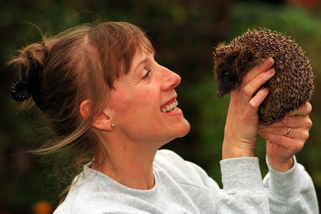 Gail Robertson pictured with one of the hedgehogs at the Dewsbury Hedgehog Hospital at Earlsheaton, 1995.