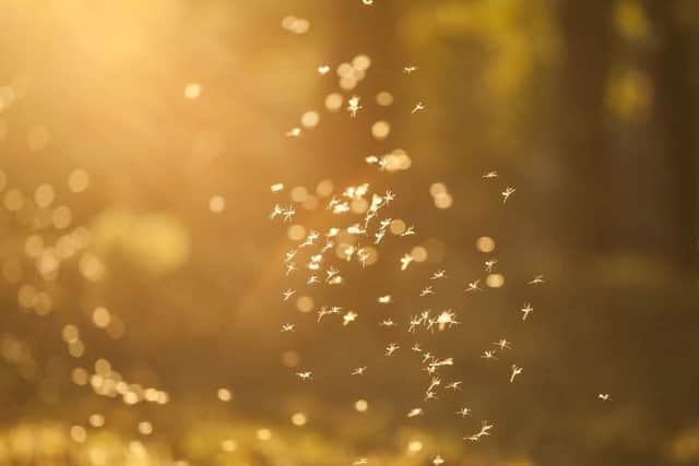 A swarm of midges could spoil your time at Nevis Range.