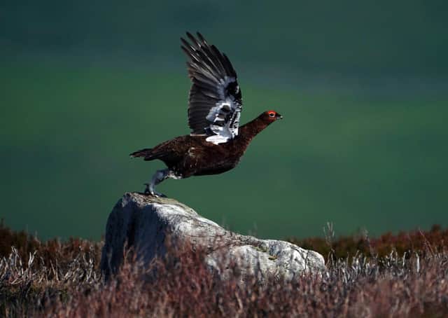 Grouse moor management continues to prompt much debate.
