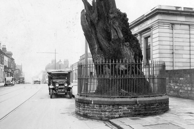 The remains of the original oak on Otley Road, surrounded by railings, pictured in March 1934. Behind the tree is the Midland Bank. Otley Road looking north can be seen, with several cars and tram wires and lines.