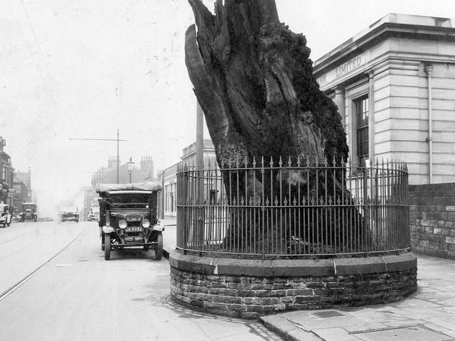 The remains of the original oak on Otley Road, surrounded by railings, pictured in March 1934. Behind the tree is the Midland Bank. Otley Road looking north can be seen, with several cars and tram wires and lines.