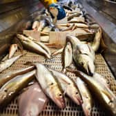 Fish caught out of the North Sea. Picture: J Mitchell/Getty Images