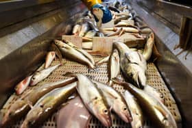 Fish caught out of the North Sea. Picture: J Mitchell/Getty Images