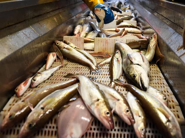 Fish caught out of the North Sea. Picture: J Mitchell/Getty Images