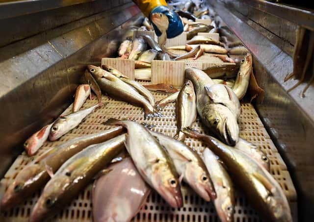 Fish caught out of the North Sea. Picture: J Mitchell/Getty Images