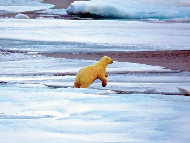 Polar bear spotting is popular from the Arctic exploration ship, Ocean Endeavour