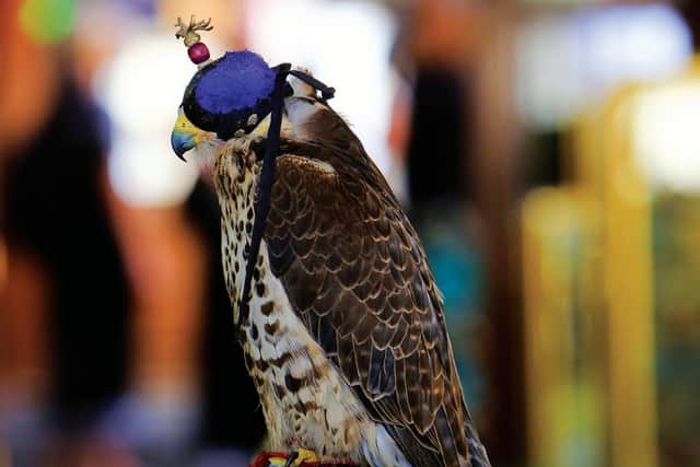 Falconry is a popular sport, with hooded falcons on sale at Souq Waqif