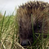 Hedgehogs slow their metabolism in winter and only become active again if temperatures rise above a critical point (Picture: Andrew Milligan/PA)