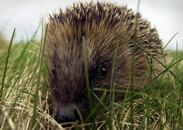 Hedgehogs slow their metabolism in winter and only become active again if temperatures rise above a critical point (Picture: Andrew Milligan/PA)