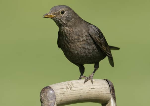 Listen for the melodious song of the blackbird