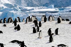 A penguin colony is a busy place. Picture: Lisa Young