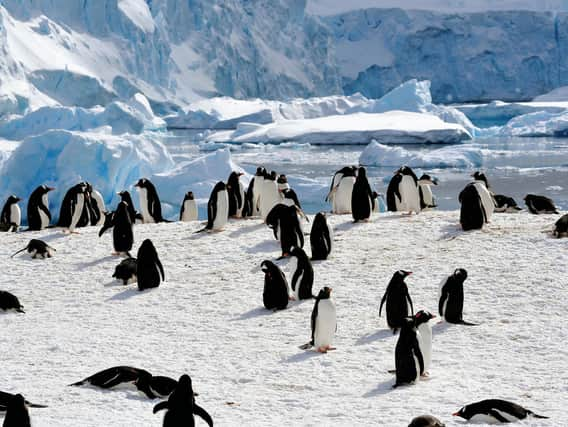 A penguin colony is a busy place. Picture: Lisa Young