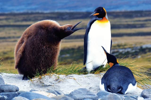 A young king penguin squawks at its parents, demanding food. Picture: Lisa Young