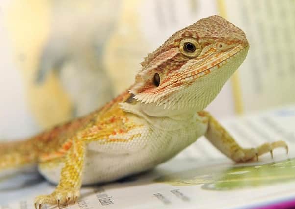 Lizards don't secretly rule the world and 5G is not linked the coronavirus pandemic