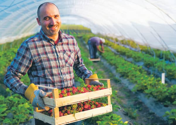 It emerged that picking fruit was more of a skill than the Tory government had suggested. Picture: Getty