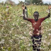 A farmer's son raises his arms as he is surrounded by desert locusts while trying to chase them away from his crops, in Katitika village, Kitui county, Kenya (Picture: Ben Curtis/AP)