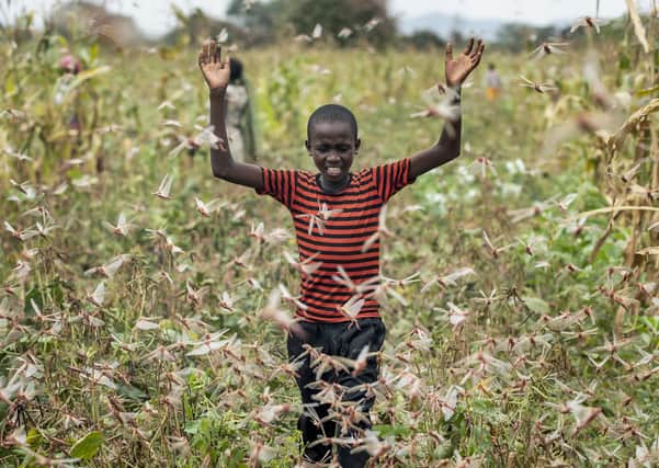 A farmer's son raises his arms as he is surrounded by desert locusts while trying to chase them away from his crops, in Katitika village, Kitui county, Kenya (Picture: Ben Curtis/AP)