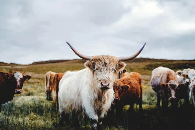 Highland Cattle thrive on Skye
