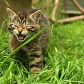 The wildcat is the UK’s only native feline and the country’s most endangered mammal. Picture: Ben Jones\SWNS