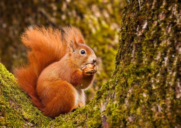 Red squirrel numbers remain  steady – but populations of greys appear to be falling in many areas. Picture: Neil Burton