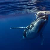 Gateway to the Hebridean Whale Trail will receive £250,000 to redevelop its visitor centre in Mull where humpback whales can be spotted. Picture: contributed