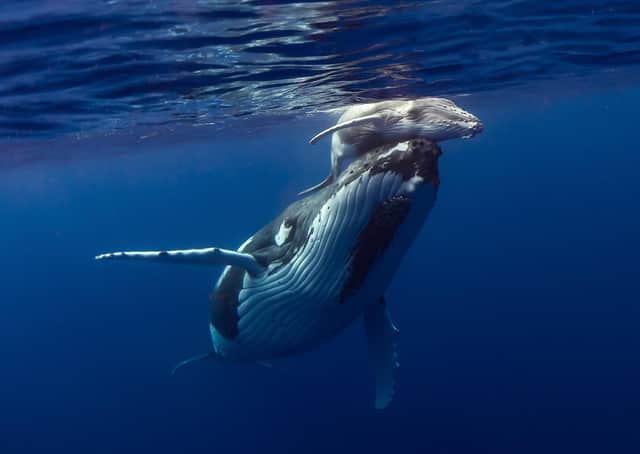 Gateway to the Hebridean Whale Trail will receive £250,000 to redevelop its visitor centre in Mull where humpback whales can be spotted. Picture: contributed