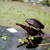 Studies have shown spending time outdoors and among plants and animals is beneficial to both physical and mental welfare