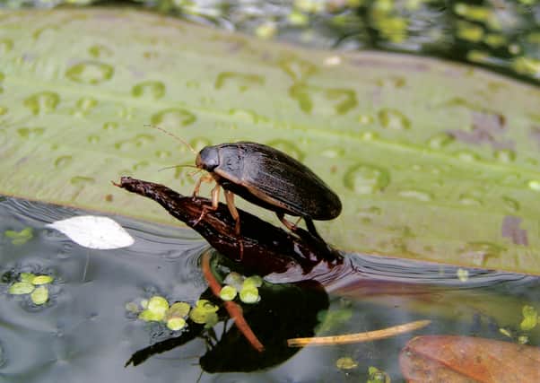 Studies have shown spending time outdoors and among plants and animals is beneficial to both physical and mental welfare