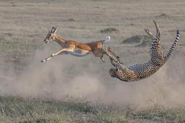 A cheetah gets its meal in the African savanna. Picture: California Academy of Sciences' BigPicture Natural World Photography Competition
