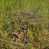 Curlew Chick