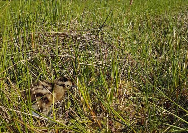 Curlew Chick