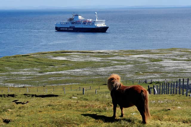 A Shetland pony looks at the Ocean Endeavour. Picture: Lisa Young