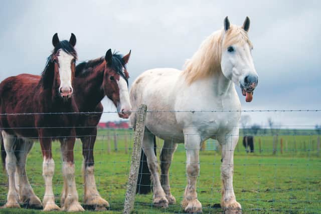 Blackstone farm is currently in coronavirus lockdown, with its herd of heavy horses left to graze