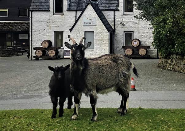 One of the most famous pubs in the Highlands is having the lawn in its beer garden cut by a herd of feral goats during the coronavirus lockdown.