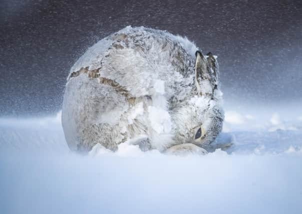 A mountain hare curled up against a Scottish winter storm. Picture: Andy Parkinson