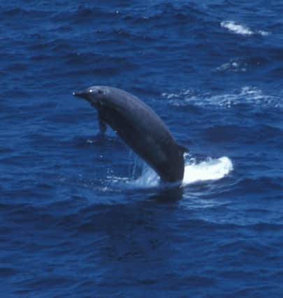 A True's beaked whale. One of the world's rarest species of whale