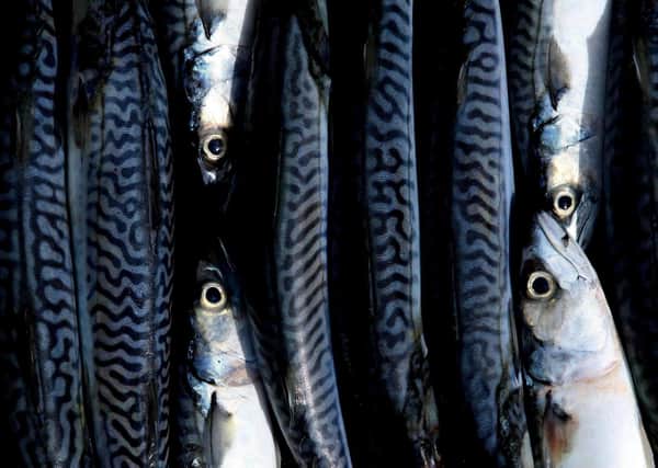 Make the most of mackerel:  Cathal McNaughton/PA Wire